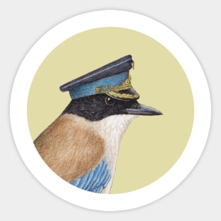 Azure-winged magpie Sticker